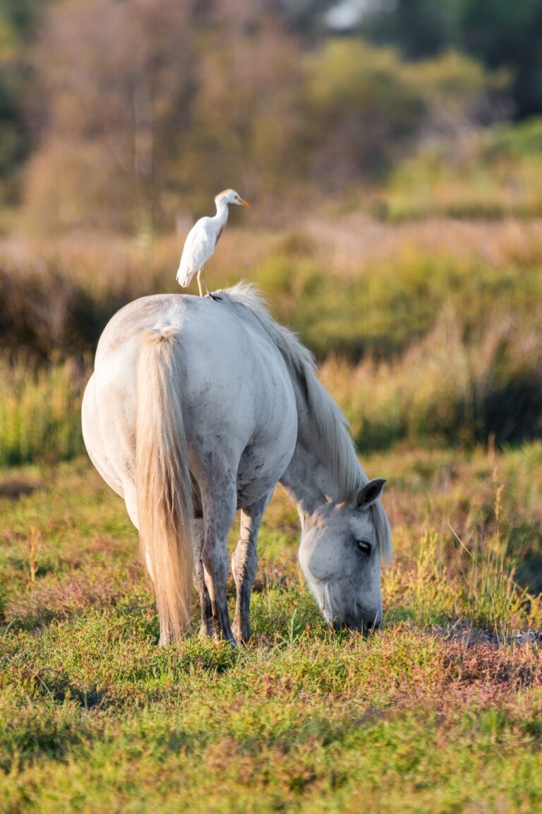 Paard in de wei